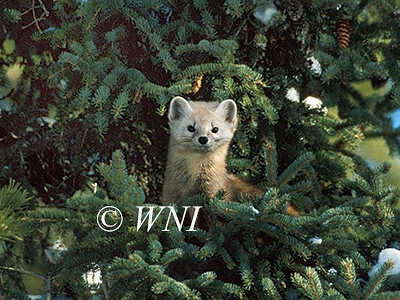 American Marten (Martes americana)